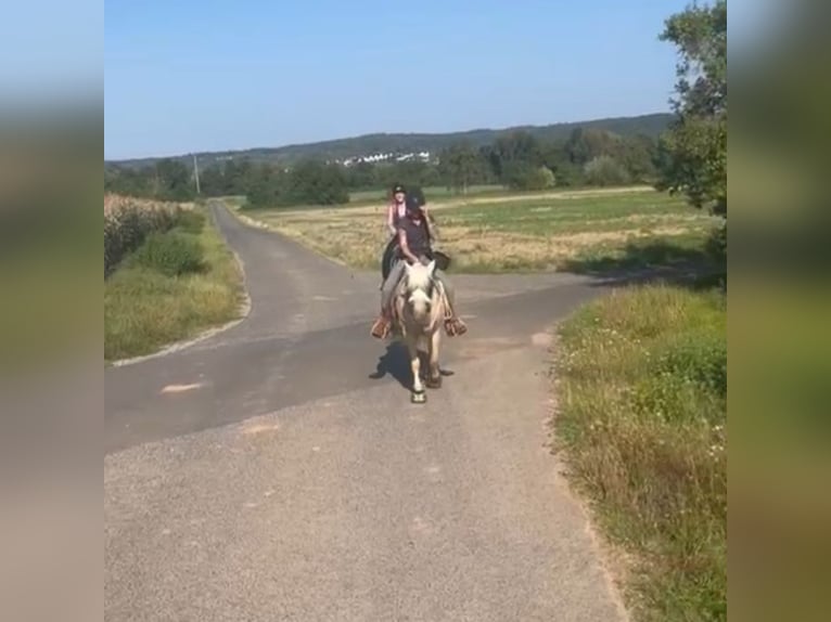 More ponies/small horses Mare 10 years 14,2 hh Palomino in Zellingen