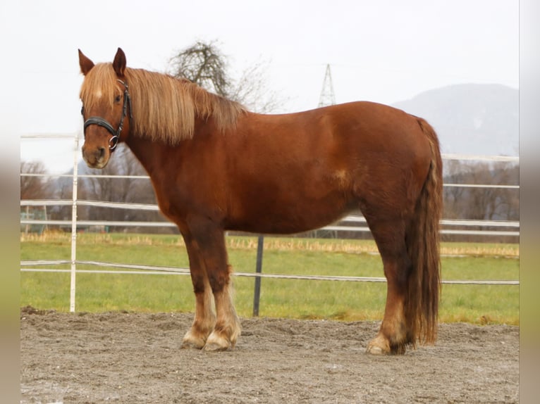 More ponies/small horses Mare 10 years 14 hh Chestnut-Red in Kirchbichl