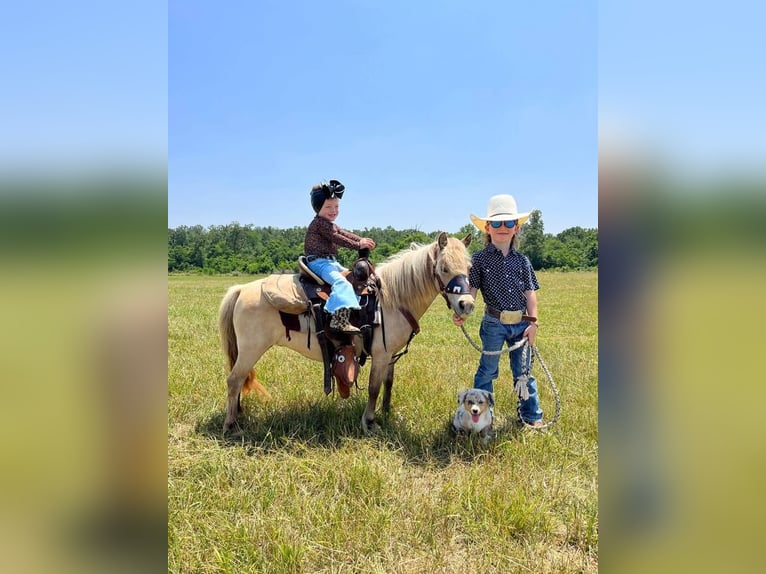 More ponies/small horses Mare 10 years 8,1 hh Buckskin in Phillipsburg, MO
