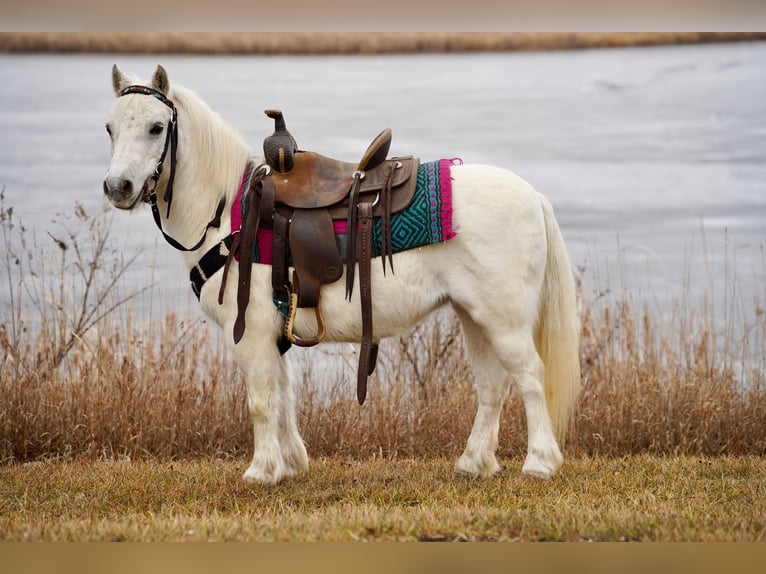 More ponies/small horses Mare 10 years 9,1 hh Gray in Valley Springs, SD