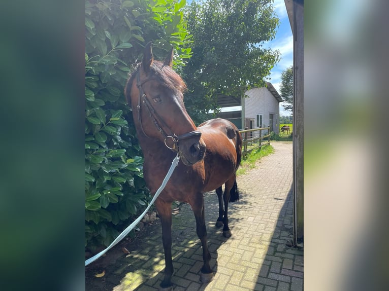 More ponies/small horses Mare 10 years Bay-Dark in Südlohn