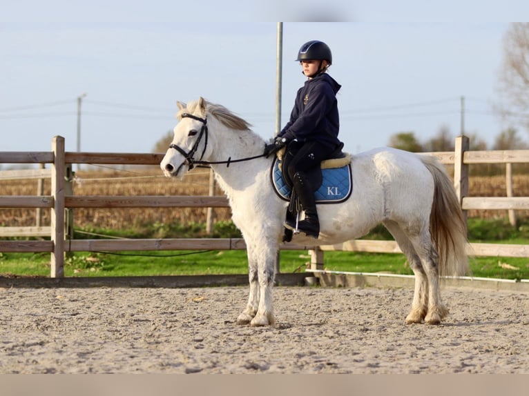 More ponies/small horses Mare 11 years 12,1 hh White in Bogaarden