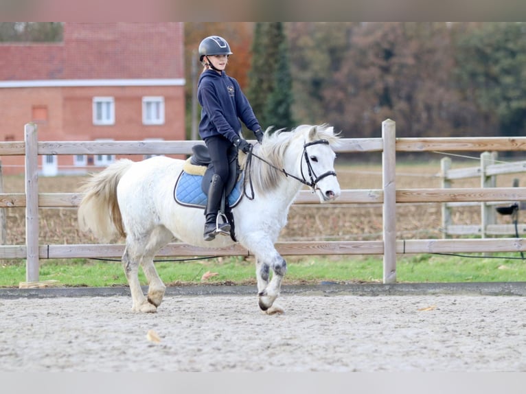 More ponies/small horses Mare 11 years 12,1 hh White in Bogaarden