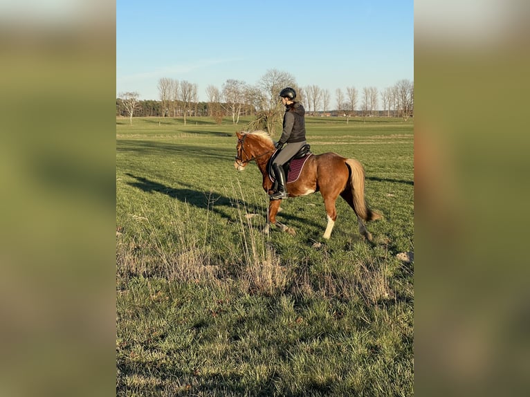 More ponies/small horses Mare 11 years 13,1 hh Chestnut-Red in KathendorfEtingen