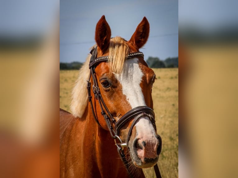 More ponies/small horses Mare 11 years 13,1 hh Chestnut-Red in KathendorfEtingen