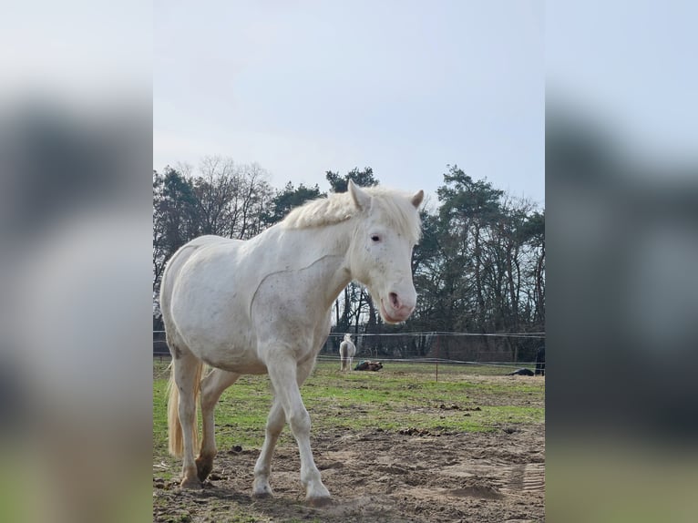 More ponies/small horses Mare 11 years 13,1 hh Gray in Kloster Lehnin