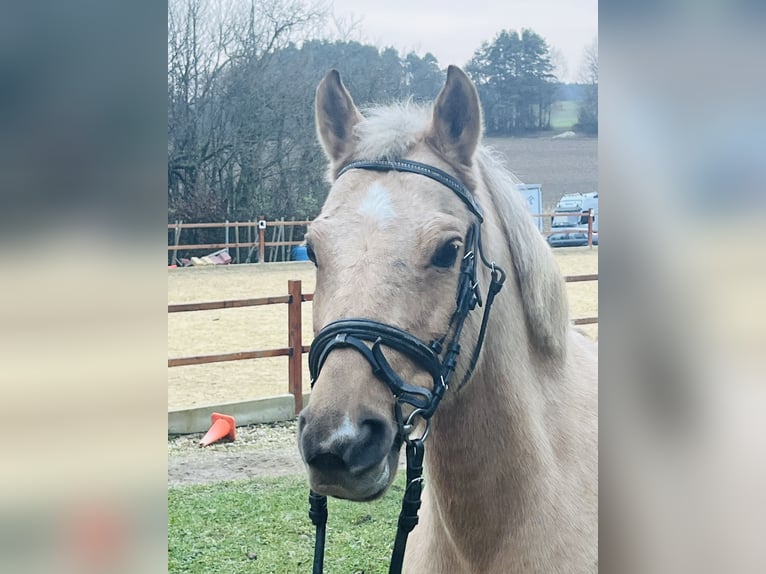 More ponies/small horses Mare 11 years 13,1 hh Palomino in Ursensollen