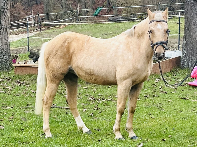 More ponies/small horses Mare 11 years 13,1 hh Palomino in Ursensollen