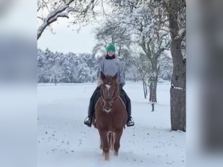 More ponies/small horses Mare 11 years 14,1 hh Chestnut-Red in Gummern