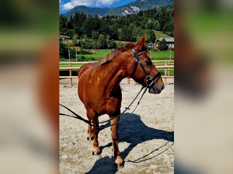 More ponies/small horses Mare 11 years 14,1 hh Chestnut-Red in Gummern