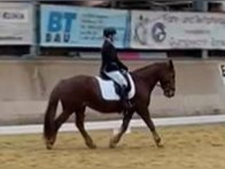 More ponies/small horses Mare 11 years 14,1 hh Chestnut-Red in Gummern