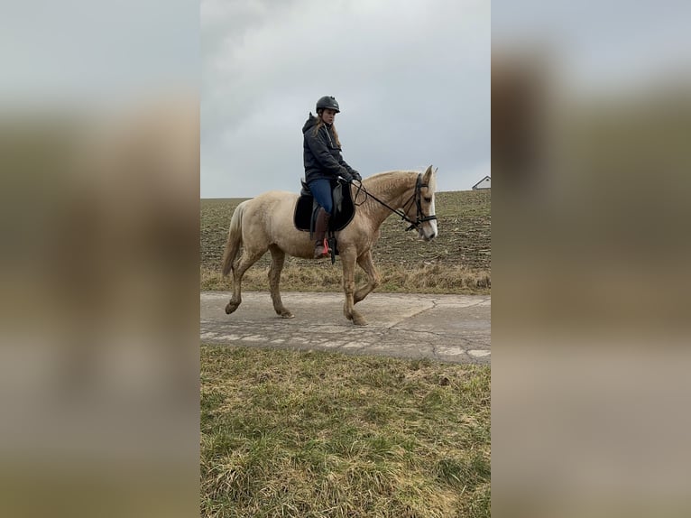 More ponies/small horses Mare 11 years 14,2 hh Palomino in Daleiden