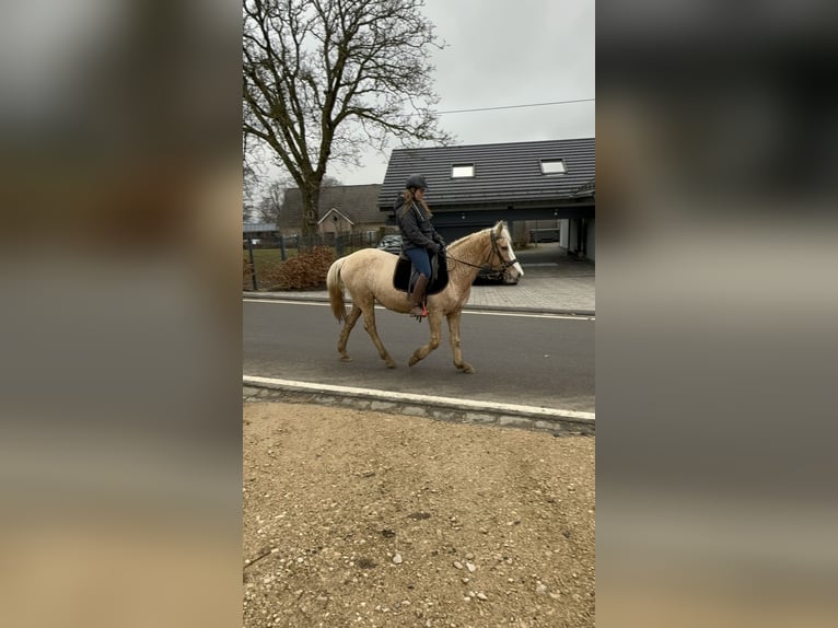 More ponies/small horses Mare 11 years 14,2 hh Palomino in Daleiden