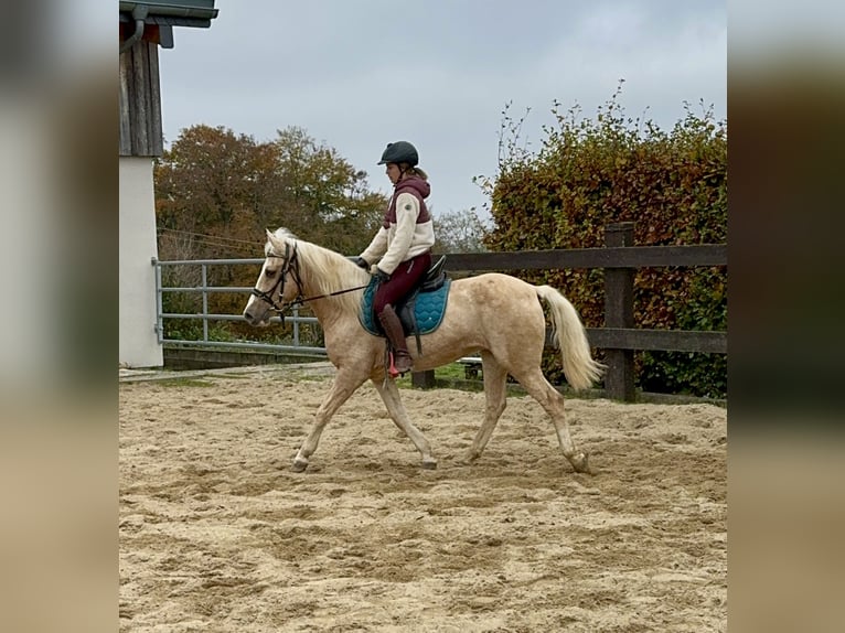 More ponies/small horses Mare 11 years 14,2 hh Palomino in Daleiden