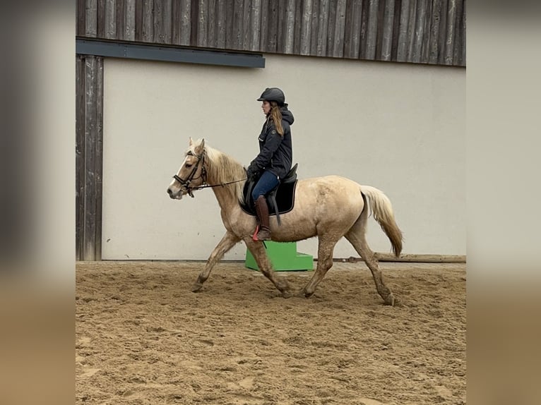 More ponies/small horses Mare 11 years 14,2 hh Palomino in Daleiden