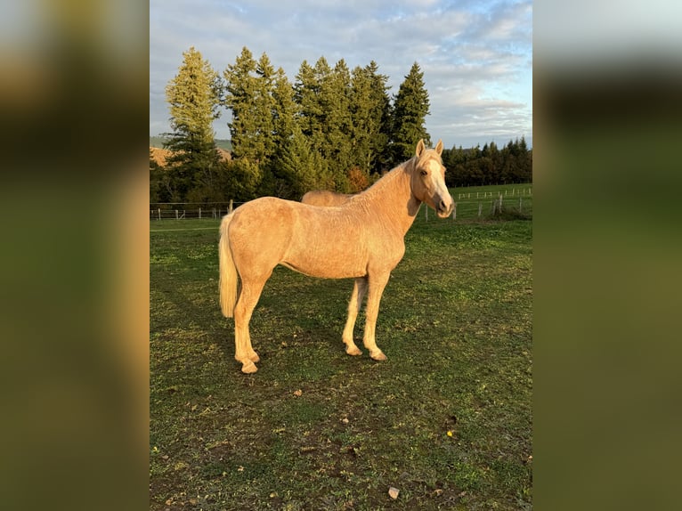 More ponies/small horses Mare 11 years 14,2 hh Palomino in Daleiden