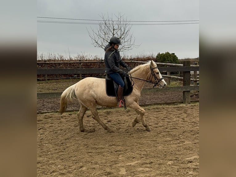 More ponies/small horses Mare 11 years 14,2 hh Palomino in Daleiden