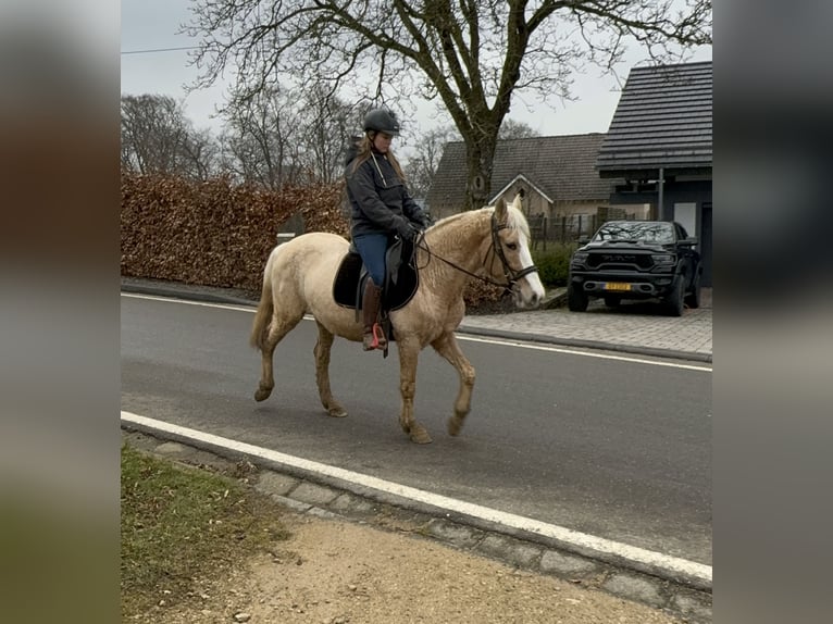 More ponies/small horses Mare 11 years 14,2 hh Palomino in Daleiden