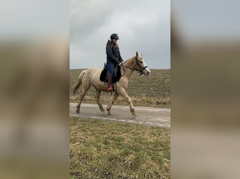 More ponies/small horses Mare 11 years 14,2 hh Palomino in Daleiden