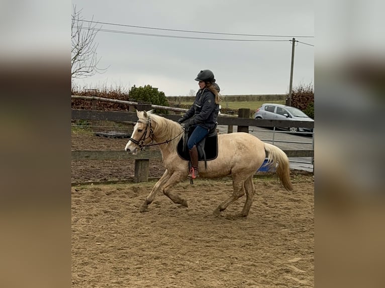 More ponies/small horses Mare 11 years 14,2 hh Palomino in Daleiden