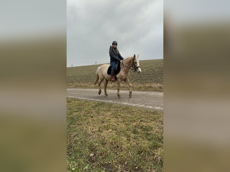 More ponies/small horses Mare 11 years 14,2 hh Palomino in Daleiden