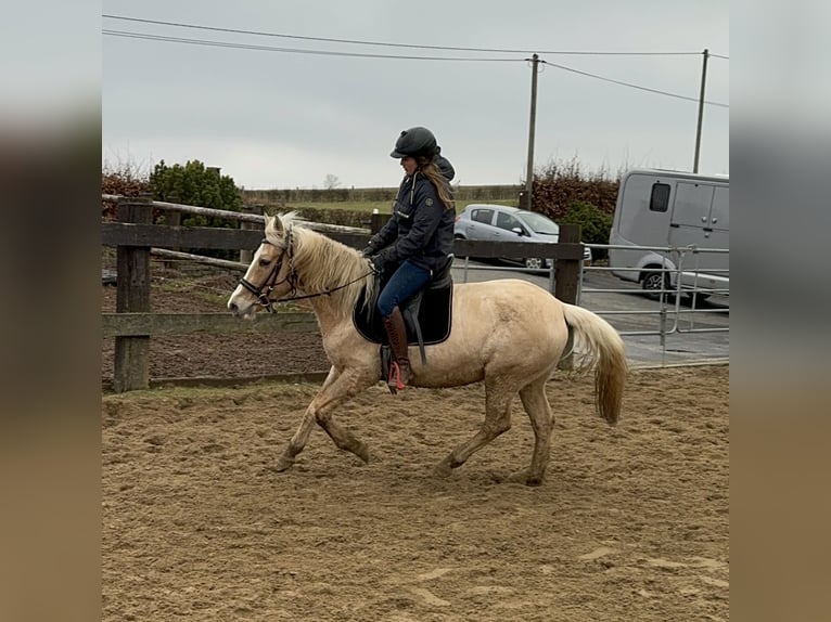 More ponies/small horses Mare 11 years 14,2 hh Palomino in Daleiden