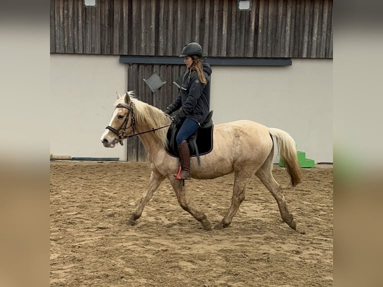 More ponies/small horses Mare 11 years 14,2 hh Palomino in Daleiden