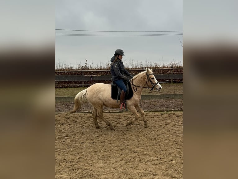 More ponies/small horses Mare 11 years 14,2 hh Palomino in Daleiden