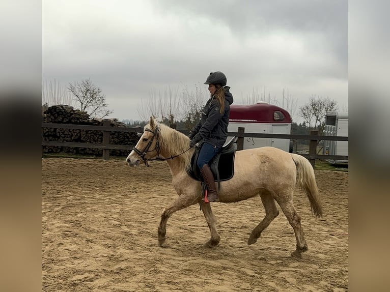 More ponies/small horses Mare 11 years 14,2 hh Palomino in Daleiden