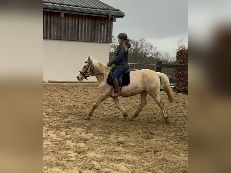 More ponies/small horses Mare 11 years 14,2 hh Palomino in Daleiden