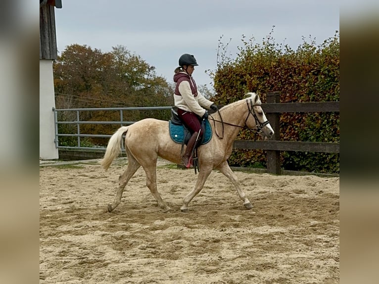 More ponies/small horses Mare 11 years 14,2 hh Palomino in Daleiden