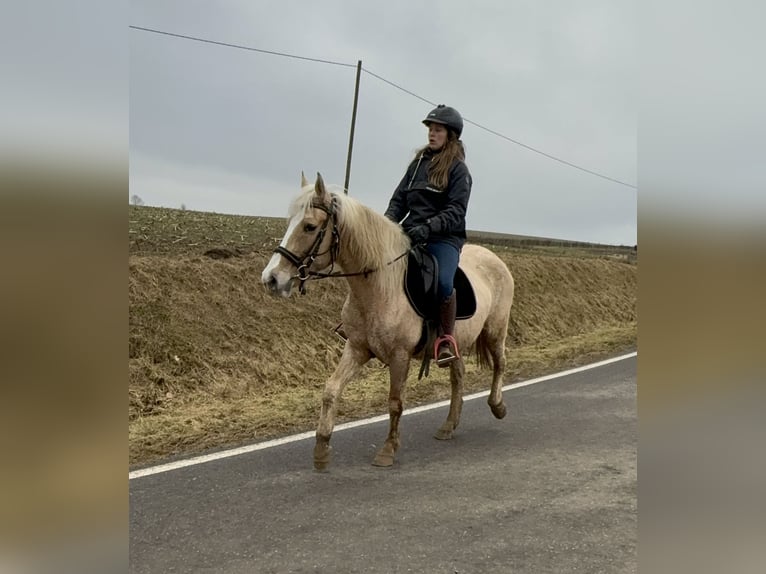 More ponies/small horses Mare 11 years 14,2 hh Palomino in Daleiden