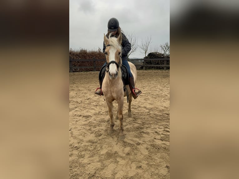 More ponies/small horses Mare 11 years 14,2 hh Palomino in Daleiden