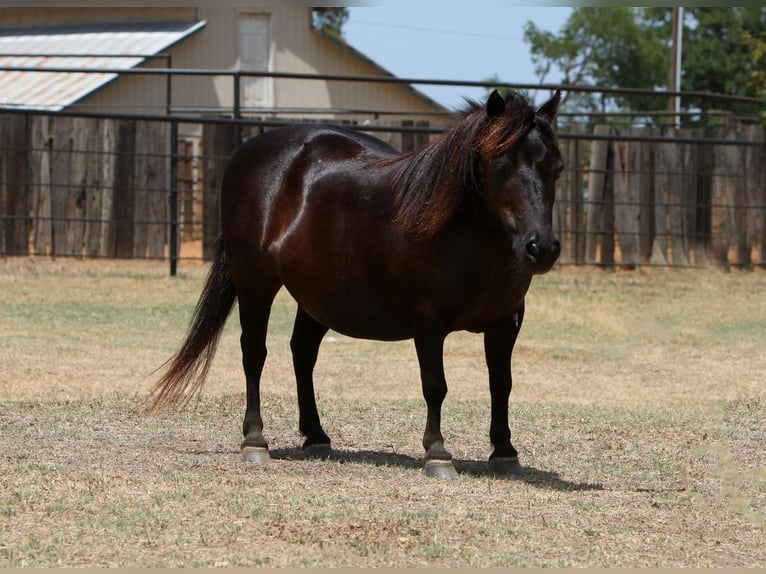 More ponies/small horses Mare 11 years 8,1 hh Brown in Hillsboro, TX