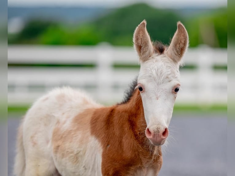 More ponies/small horses Mare 11 years 9,1 hh Pinto in Narvon, PA