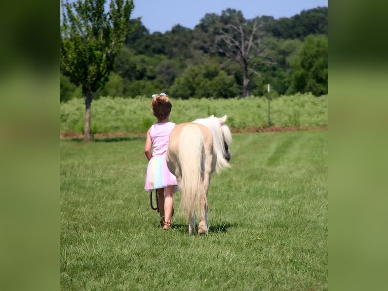 More ponies/small horses Mare 11 years 9,2 hh Palomino in Carthage, TX