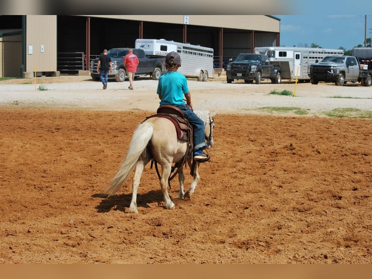 More ponies/small horses Mare 11 years 9,2 hh Palomino in Carthage, TX
