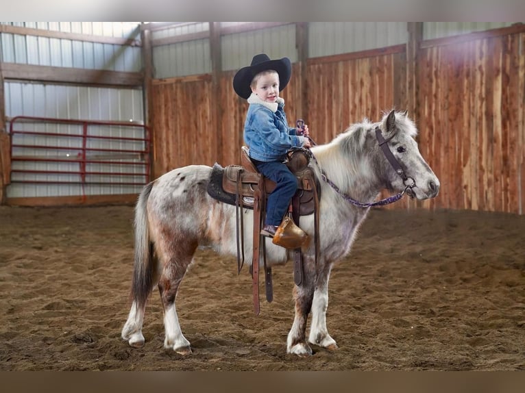 More ponies/small horses Mare 11 years 9 hh in Valley Springs, SD