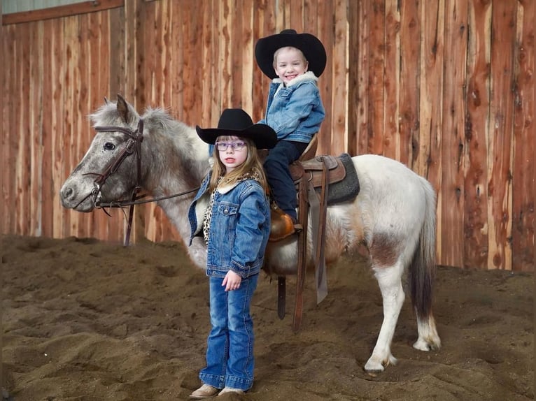 More ponies/small horses Mare 11 years 9 hh in Valley Springs, SD