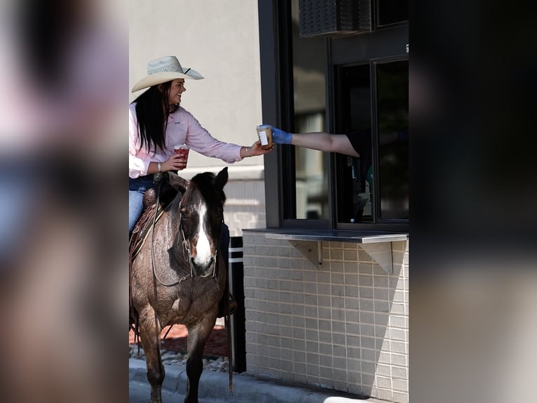 More ponies/small horses Mare 12 years 12,1 hh Roan-Bay in Joshua