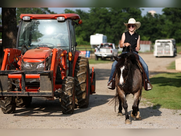 More ponies/small horses Mare 12 years 12,1 hh Roan-Bay in Joshua