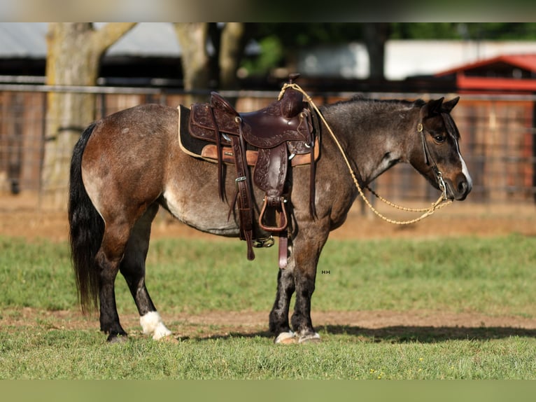 More ponies/small horses Mare 12 years 12,1 hh Roan-Bay in Joshua