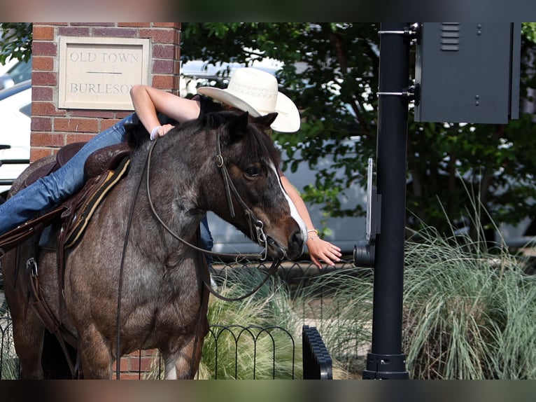 More ponies/small horses Mare 12 years 12,1 hh Roan-Bay in Joshua