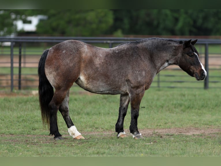 More ponies/small horses Mare 12 years 12,1 hh Roan-Bay in Joshua