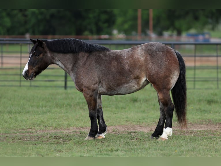 More ponies/small horses Mare 12 years 12,1 hh Roan-Bay in Joshua