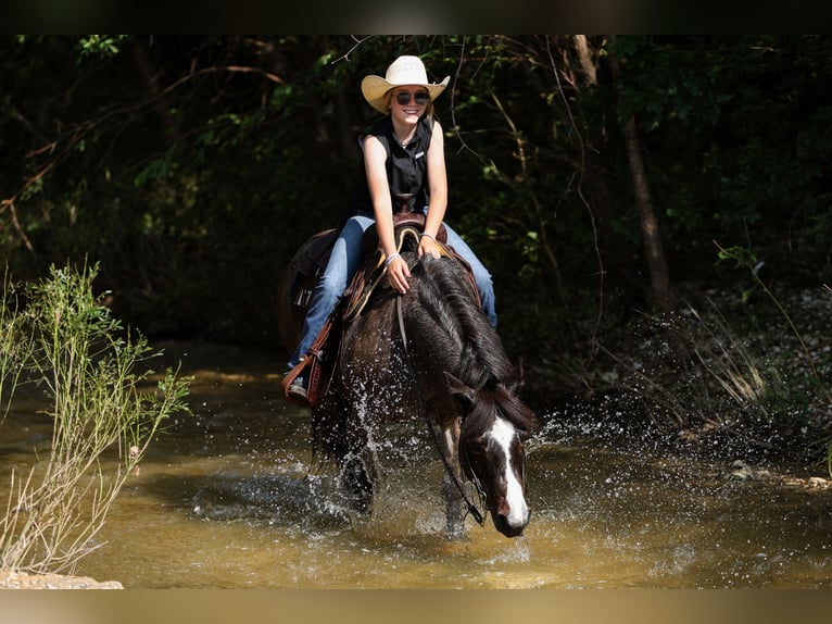 More ponies/small horses Mare 12 years 12,1 hh Roan-Bay in Joshua