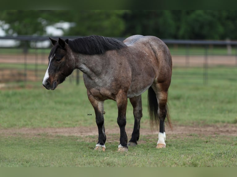 More ponies/small horses Mare 12 years 12,1 hh Roan-Bay in Joshua