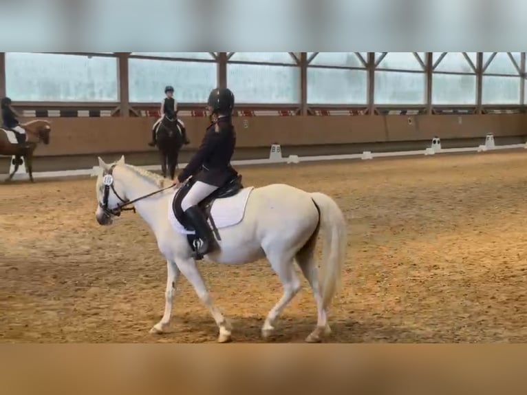 More ponies/small horses Mare 12 years 12,2 hh White in Bad Vilbel