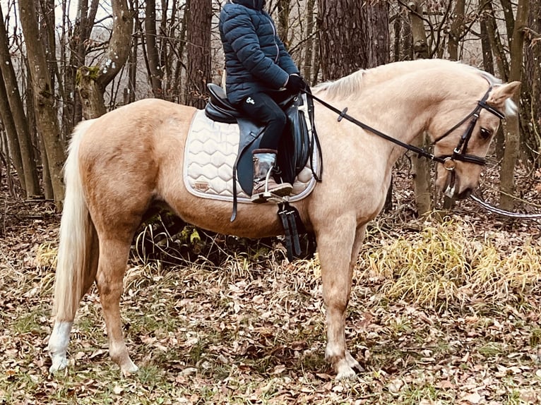 More ponies/small horses Mare 12 years 13,1 hh Palomino in Ursensollen