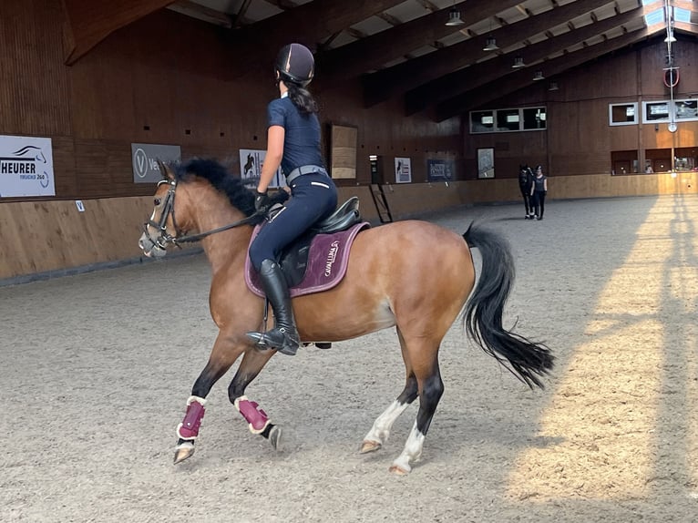 More ponies/small horses Mix Mare 12 years 13,2 hh Brown in Dortmund